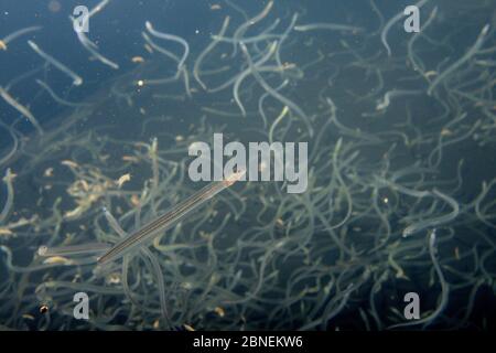 Young European eel (Anguilla anguilla) elvers, or glass eels, caught during their annual migration up rivers from the Bristol channel, swimming in a l Stock Photo