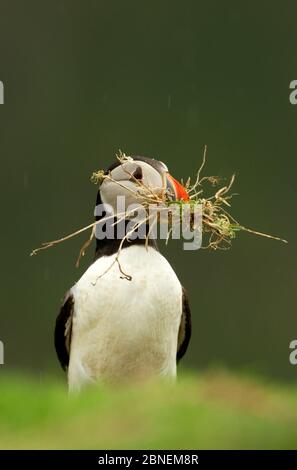 Atlantic Puffin (Fratercula arctica) collecting nesting material in a rain shower, Skomer Island, Wales, UK, April Stock Photo