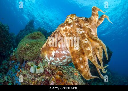 Broadclub cuttlefish (Sepia latimanus) hovers in front of an anemone. Balbulol Islands, Misool, Raja Ampat, West Papua, Indonesia. Ceram Sea, Tropical Stock Photo