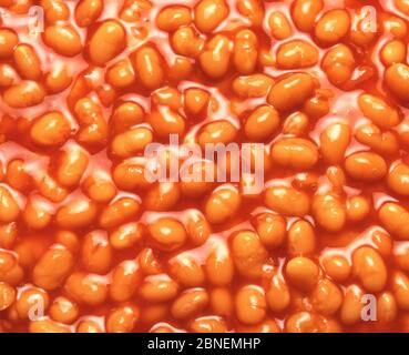 Baked bean display, Greater London, England, United Kingdom Stock Photo