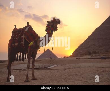 Camel decorated with tassels and decorated saddle at sunset, The Great Pyramids of Giza, Giza, Giza Governate, Republic of Egypt Stock Photo