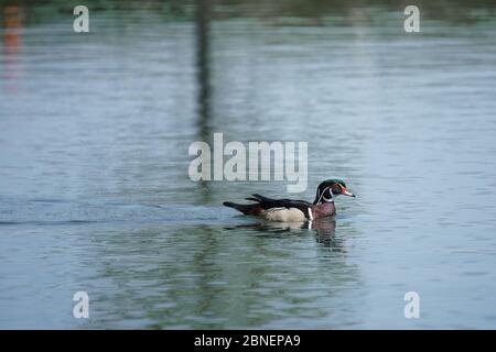 Wood duck swimming on pond Stock Photo