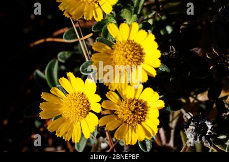 Pallenis maritima (syn. Asteriscus maritimus) is a herbaceous perennial in the family Asteraceae. Stock Photo