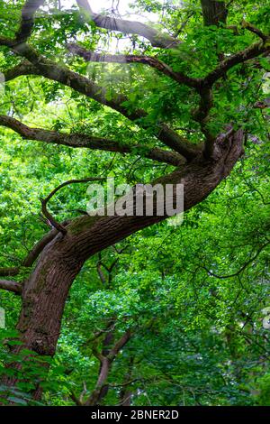 Top section of a mature Oak tree where many branches reach out and twist Stock Photo