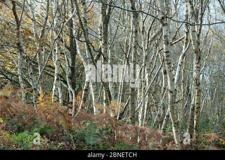 Silver birches - Betula pendula - deciduous trees in Somerset, UK Stock Photo