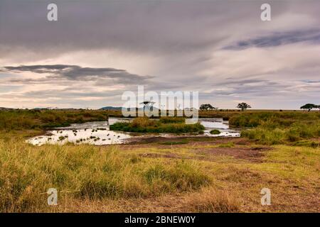 Savannah panorama in the Serengeti Stock Photo