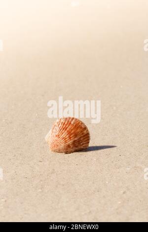 Close up Shell on White sandy beach on Sanibel Island Stock Photo
