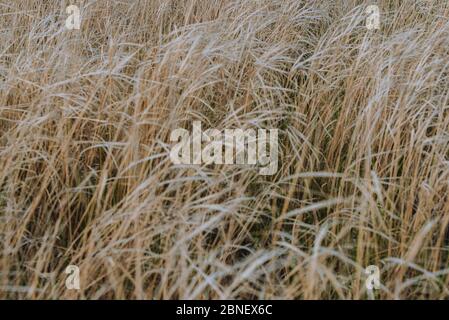 Texture of the field of dry grass Stock Photo