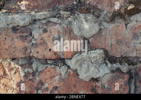 Texture of the old bricks wall Stock Photo