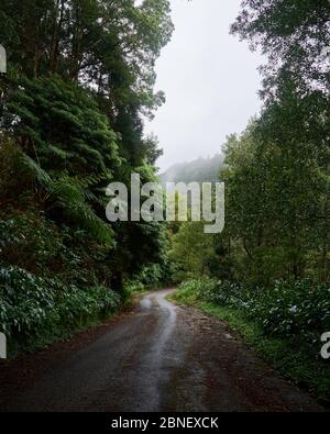 Road among a large vegetation of wild trees in Sao Miguel, Azores Stock Photo