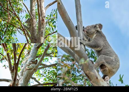 Collage of Australian koalas in their natural habitat at Whites Hill Reserve Brisbane, main image a mother with joey in her pouch Stock Photo