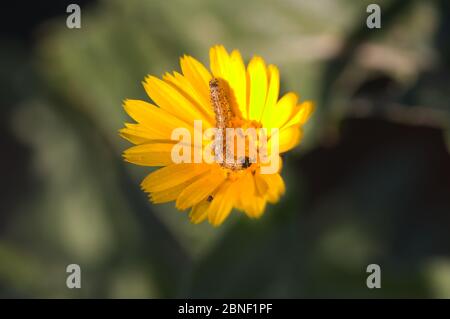 Close-up of a Heliothinae larva on a yellow wildflower, with unfocused background in green Stock Photo