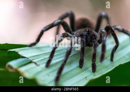 Goliath birdeater tarantula (Theraphosa blondi) in the Peruvian Rainforest of the Amazon River Stock Photo