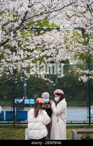 Cherry flowers was in full bloom in Siping Campus of Tonji University, more than 200 cherry trees line up along the Cherry Avenue, 1th April, 2020. Stock Photo