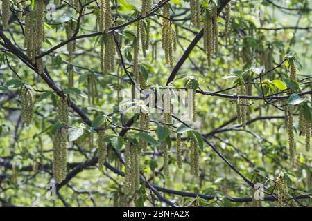 Closeup of long birch catkins hanging from tree branches Stock Photo