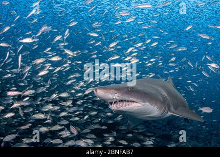 A sand tiger shark on a wreck in North Caroline. Stock Photo