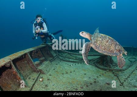 A diver meets a turtle on a wreck dive