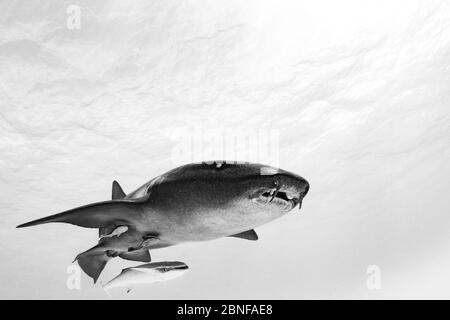 Nurse shark fly-by Stock Photo