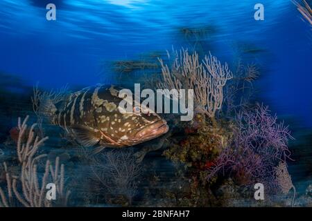 The groupers in the Cayman Islands are famous for being extra friendly. Stock Photo