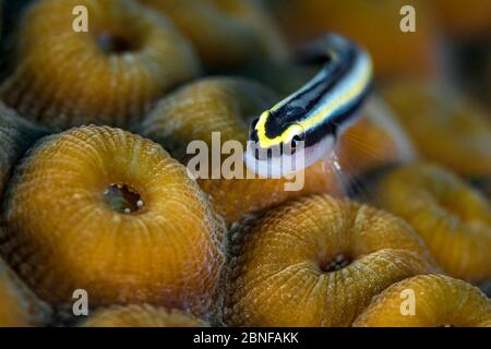 A Cayman cleaner goby (Elacatinus cayman) takes a very brief siesta to have his picture taken. Stock Photo