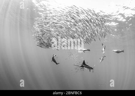 Striped marlin and sea lion hunting in sardine bait ball in pacific ocean  12037571 Stock Photo at Vecteezy