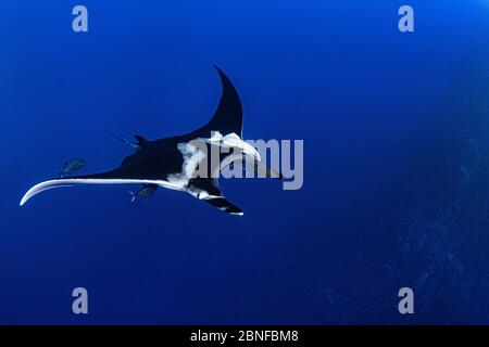 Giant manta ray fly-by Stock Photo