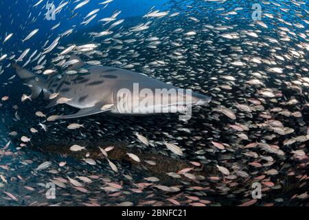 A sand tiger shark on a wreck in North Caroline. Stock Photo