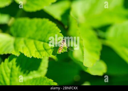 Globetail Hoverfly on Leaf in Springtime Stock Photo