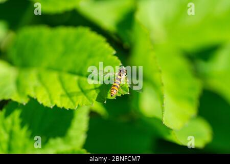 Globetail Hoverfly on Leaf in Springtime Stock Photo