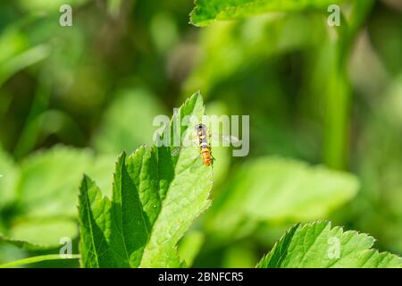 Globetail Hoverfly on Leaf in Springtime Stock Photo