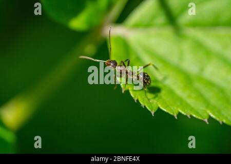 Wood Ant on Leaf in Springtime Stock Photo