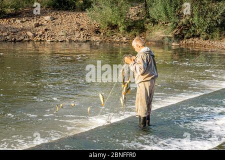 50-year-old man pulls a fishnet from a reservoir with fish caught in it Stock Photo