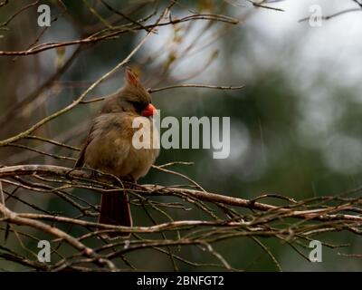 Northern Cardinal, Cardinalis cardinalis, the gorgeous state bird of many states Stock Photo