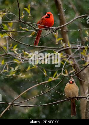 Northern Cardinal, Cardinalis cardinalis, the gorgeous state bird of many states Stock Photo