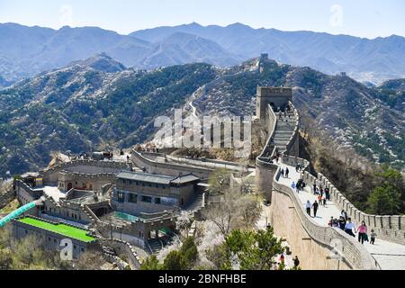 The apricot flowers are in full blossom in the mountains around the Badaling Great Wall, attracting lots of citizens to climbing and enjoying the spri Stock Photo