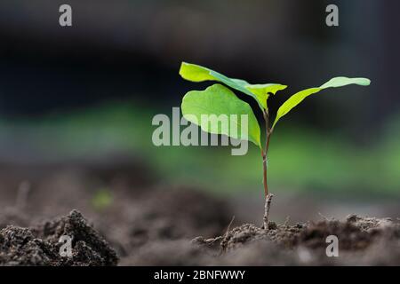 Small oak plant isolated on the dark soil Stock Photo