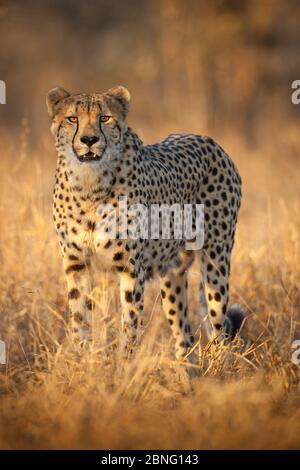 Adult male African Cheetah alert standing portrait in warm afternoon light in dry season South Africa Stock Photo