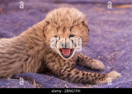 Tiny newly born Cheetah cub three weeks old calling for its mother South Africa Stock Photo