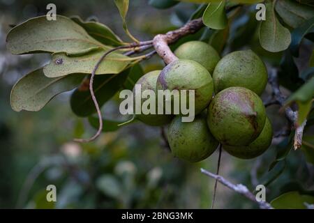 Group of macadamia nuts on its tree in the plantation at blurred background Stock Photo