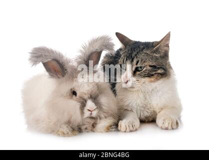 English Angora and cat in front of white background Stock Photo