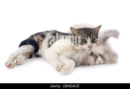 English Angora and cat in front of white background Stock Photo