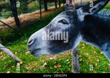 Beautiful horizontal shot of a black donkey with white snout Stock Photo