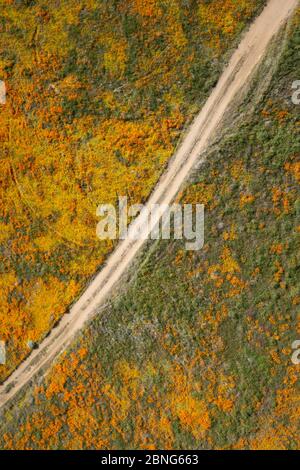 Aerial view of a dirt access road winding through a lush green forest ...