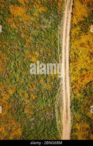 Long straight dirt road leads through a field of orange and yellow wildflowers. Stock Photo