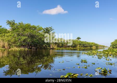 Florida wetland, Airboat ride at Everglades National Park in USA. Popular place for tourists, wild nature and animals. Stock Photo