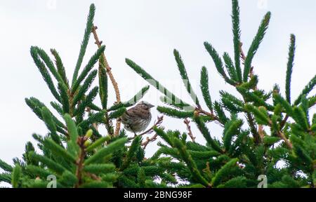 Song sparrow (Melospiza melodia) perched on a spruce treetop. Prince Edward Island National Park, Canada. Stock Photo