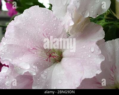 Water droplet on the petals of the flower Stock Photo