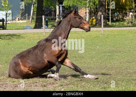 A young brown stallion horse on a horse farm having fun, getting up from rolling in the grass on a warm spring day. Stock Photo