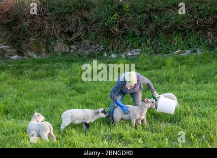 Goats Path, Bantry, Cork, Ireland. 14th May, 2020. A young lamb gets his head wedged in a bucket after feeding and has difficulty getting it off, until its owner Mary O' Brien arrived to the rescue on the Goat's Path, Bantry, Co. Cork, Ireland. - Credit; David Creedon / Alamy Live News Stock Photo