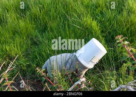 Goats Path, Bantry, Cork, Ireland. 14th May, 2020. A young lamb gets his head wedged in a bucket after feeding and has difficulty getting it off, until its owner Mary O' Brien arrived to the rescue on the Goat's Path, Bantry, Co. Cork, Ireland. - Credit; David Creedon / Alamy Live News Stock Photo